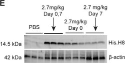 Invitrogen Goat anti-Mouse IgG (H+L) Highly Cross-Adsorbed Secondary Antibody,