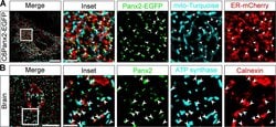 Invitrogen Goat anti-Mouse IgG2a Cross-Adsorbed Secondary Antibody, Alexa