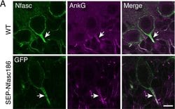 Invitrogen Goat anti-Mouse IgG2a Cross-Adsorbed Secondary Antibody, Alexa