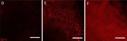 Invitrogen Goat anti-Mouse IgG2a Cross-Adsorbed Secondary Antibody, Alexa