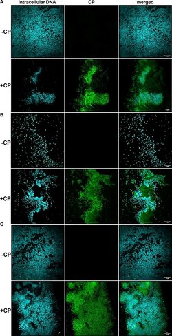 Invitrogen Goat anti-Rabbit IgG (H+L) Secondary Antibody, Alexa Fluor 488-10