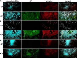 Invitrogen Goat anti-Rabbit IgG (H+L) Secondary Antibody, Alexa Fluor 488-10