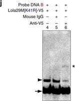 Invitrogen™ Mouse IgG Isotype Control
