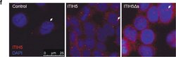 Invitrogen&trade;&nbsp;Goat anti-Rabbit IgG (H+L) Cross-Adsorbed ReadyProbes&trade; Secondary Antibody, Alexa Fluor&trade; 594