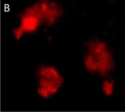 Invitrogen&trade;&nbsp;Goat anti-Rabbit IgG (H+L) Cross-Adsorbed ReadyProbes&trade; Secondary Antibody, Alexa Fluor&trade; 594