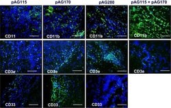 Invitrogen Mouse anti-Rat IgG (H+L) Secondary Antibody, Biotin, eBioscience