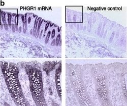 Rabbit IgG Isotype Control, Invitrogen™