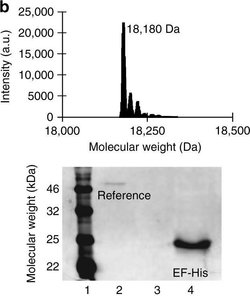 Goat anti-Mouse IgG (H+L), Superclonal Recombinant Secondary Antibody,