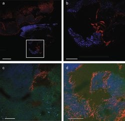 Invitrogen Donkey anti-Rabbit IgG (H+L) Highly Cross-Adsorbed Secondary