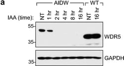 Invitrogen Goat anti-Rabbit IgG (H+L) Secondary Antibody, HRP 2 mL; HRP:Antibodies,