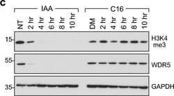 Invitrogen Goat anti-Rabbit IgG (H+L) Secondary Antibody, HRP 2 mL; HRP:Antibodies,