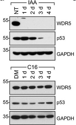 Invitrogen Goat anti-Rabbit IgG (H+L) Secondary Antibody, HRP 2 mL; HRP:Antibodies,
