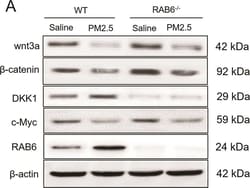 Invitrogen Goat anti-Rabbit IgG (H+L) Secondary Antibody, Biotin 2 mL;