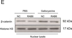 Invitrogen Goat anti-Rabbit IgG (H+L) Secondary Antibody, Biotin 2 mL;