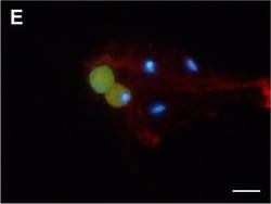 Invitrogen Goat anti-Mouse IgG (H+L) Cross-Adsorbed Secondary Antibody,