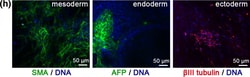 Invitrogen Goat anti-Mouse IgG (H+L) Cross-Adsorbed Secondary Antibody,