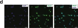 Invitrogen Goat anti-Mouse IgG (H+L) Cross-Adsorbed Secondary Antibody,
