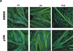 Invitrogen Goat anti-Mouse IgG (H+L) Cross-Adsorbed Secondary Antibody,