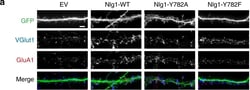 Invitrogen Goat anti-Mouse IgG (H+L) Cross-Adsorbed Secondary Antibody,