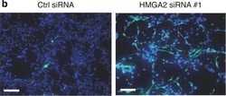 Invitrogen Goat anti-Mouse IgG (H+L) Cross-Adsorbed Secondary Antibody,