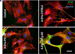 Invitrogen Goat anti-Mouse IgG (H+L) Cross-Adsorbed Secondary Antibody,