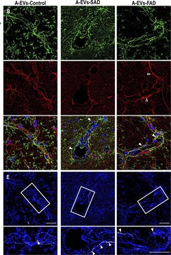 Invitrogen Goat anti-Mouse IgG (H+L) Cross-Adsorbed Secondary Antibody,