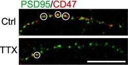 Invitrogen Goat anti-Mouse IgG (H+L) Cross-Adsorbed Secondary Antibody,