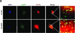 Invitrogen Goat anti-Mouse IgG (H+L) Cross-Adsorbed Secondary Antibody,