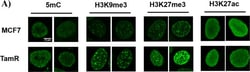 Invitrogen Goat anti-Mouse IgG (H+L) Cross-Adsorbed Secondary Antibody,