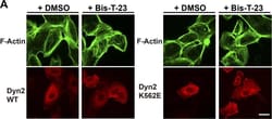 Invitrogen Goat anti-Mouse IgG (H+L) Cross-Adsorbed Secondary Antibody,