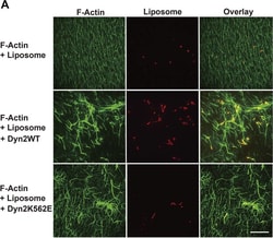 Invitrogen Goat anti-Mouse IgG (H+L) Cross-Adsorbed Secondary Antibody,