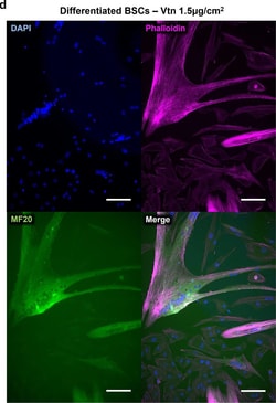 Invitrogen Goat anti-Mouse IgG (H+L) Cross-Adsorbed Secondary Antibody,