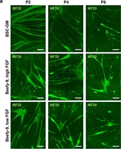 Invitrogen Goat anti-Mouse IgG (H+L) Cross-Adsorbed Secondary Antibody,