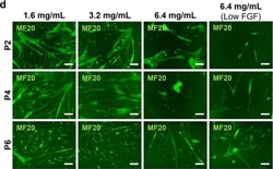 Invitrogen Goat anti-Mouse IgG (H+L) Cross-Adsorbed Secondary Antibody,