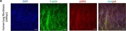 Invitrogen Goat anti-Mouse IgG (H+L) Cross-Adsorbed Secondary Antibody,
