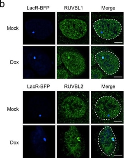 Invitrogen Goat anti-Mouse IgG (H+L) Cross-Adsorbed Secondary Antibody,
