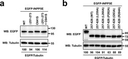 Invitrogen Goat anti-Rabbit IgG (H+L) Cross-Adsorbed Secondary Antibody,