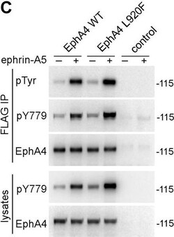 Invitrogen&trade;&nbsp;Goat anti-Mouse IgG (H+L) Highly Cross-Adsorbed Secondary Antibody, HRP