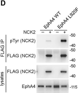 Invitrogen&trade;&nbsp;Goat anti-Mouse IgG (H+L) Highly Cross-Adsorbed Secondary Antibody, HRP