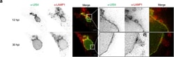 Invitrogen Goat anti-Mouse IgG (H+L) Cross-Adsorbed Secondary Antibody,