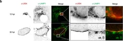 Invitrogen Goat anti-Mouse IgG (H+L) Cross-Adsorbed Secondary Antibody,