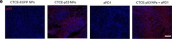 Invitrogen Goat anti-Mouse IgG (H+L) Superclonal Secondary Antibody, Alexa