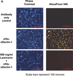 Invitrogen Donkey anti-Goat IgG (H+L) Cross-Adsorbed Secondary Antibody,
