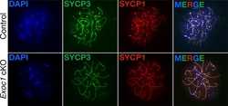 Goat anti-Rabbit IgG (Heavy chain), Superclonal Recombinant Secondary Antibody,