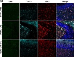 Invitrogen Donkey anti-Mouse IgG (H+L) Highly Cross-Adsorbed Secondary