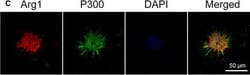 Invitrogen Goat anti-Rabbit IgG (H+L) Cross-Adsorbed Secondary Antibody,