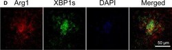 Invitrogen Goat anti-Rabbit IgG (H+L) Cross-Adsorbed Secondary Antibody,