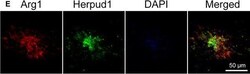 Invitrogen Goat anti-Rabbit IgG (H+L) Cross-Adsorbed Secondary Antibody,