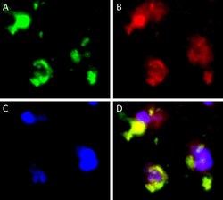 Invitrogen&trade;&nbsp;Goat anti-Rabbit IgG (H+L) Cross-Adsorbed ReadyProbes&trade; Secondary Antibody, Alexa Fluor&trade; 594