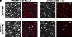 Invitrogen Rat IgG1 kappa Isotype Control (eBRG1), Biotin, eBioscience